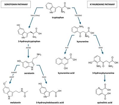 Association between small intestine bacterial overgrowth and psychiatric disorders